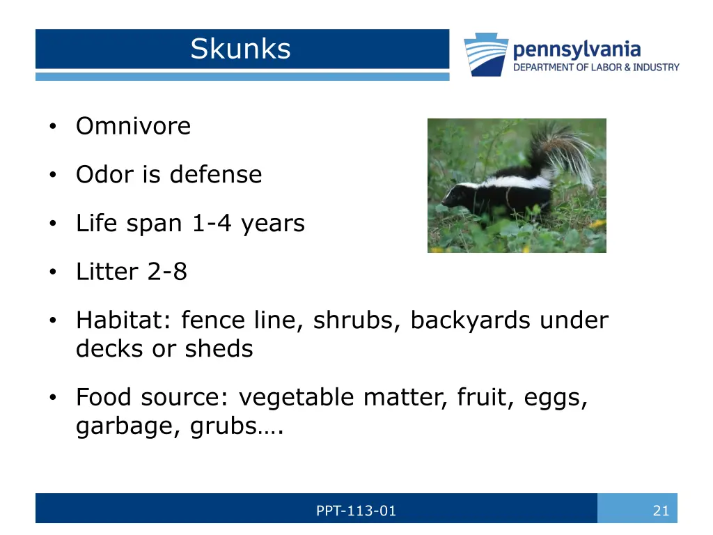 skunks