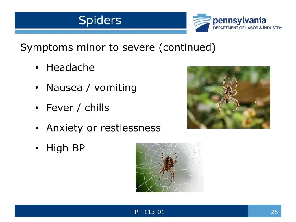 spiders 1