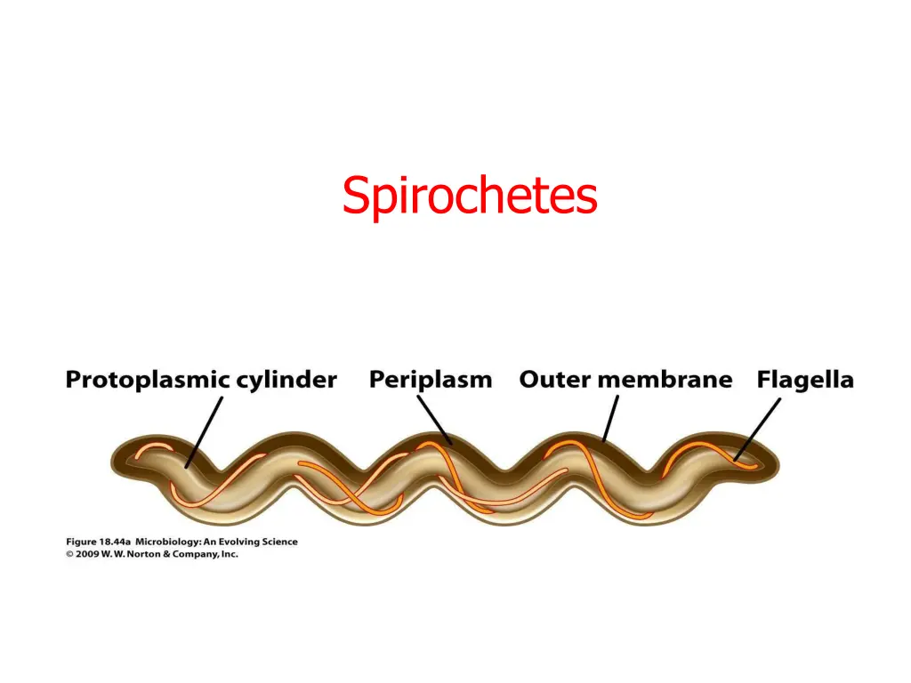 spirochetes 1