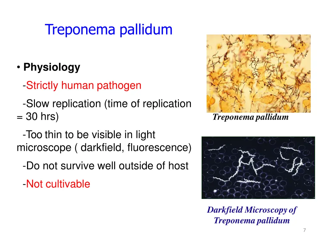 treponema pallidum