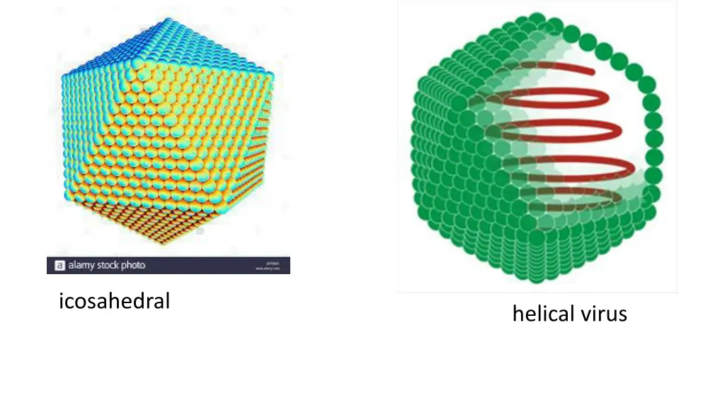 icosahedral