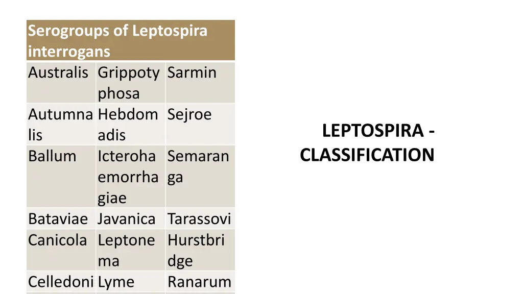 serogroups of leptospira interrogans australis