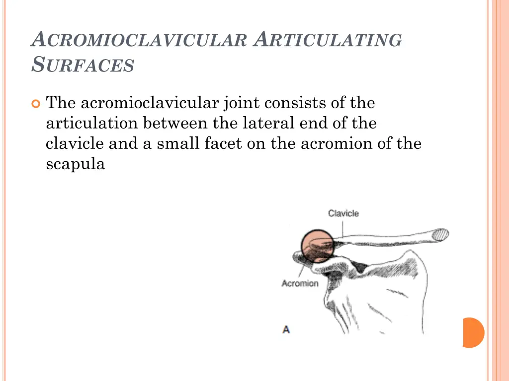a cromioclavicular a rticulating s urfaces
