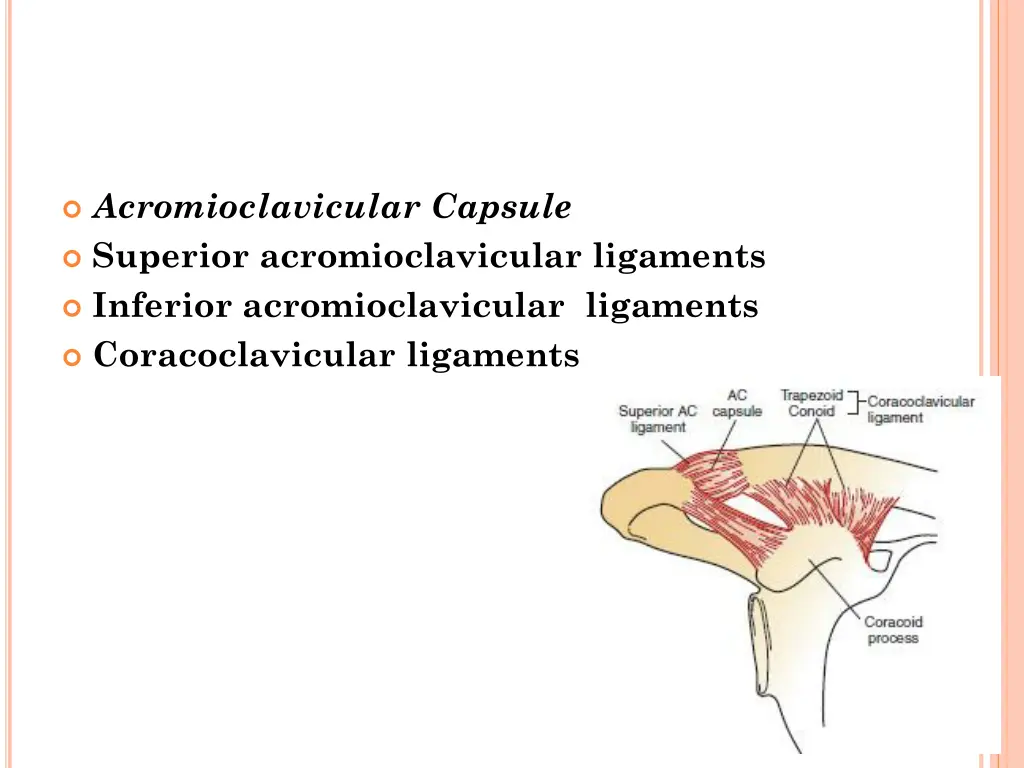 acromioclavicular capsule superior