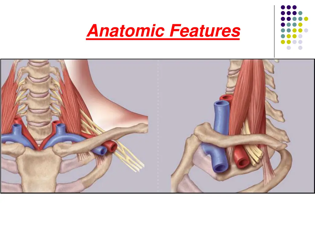 anatomic features 1