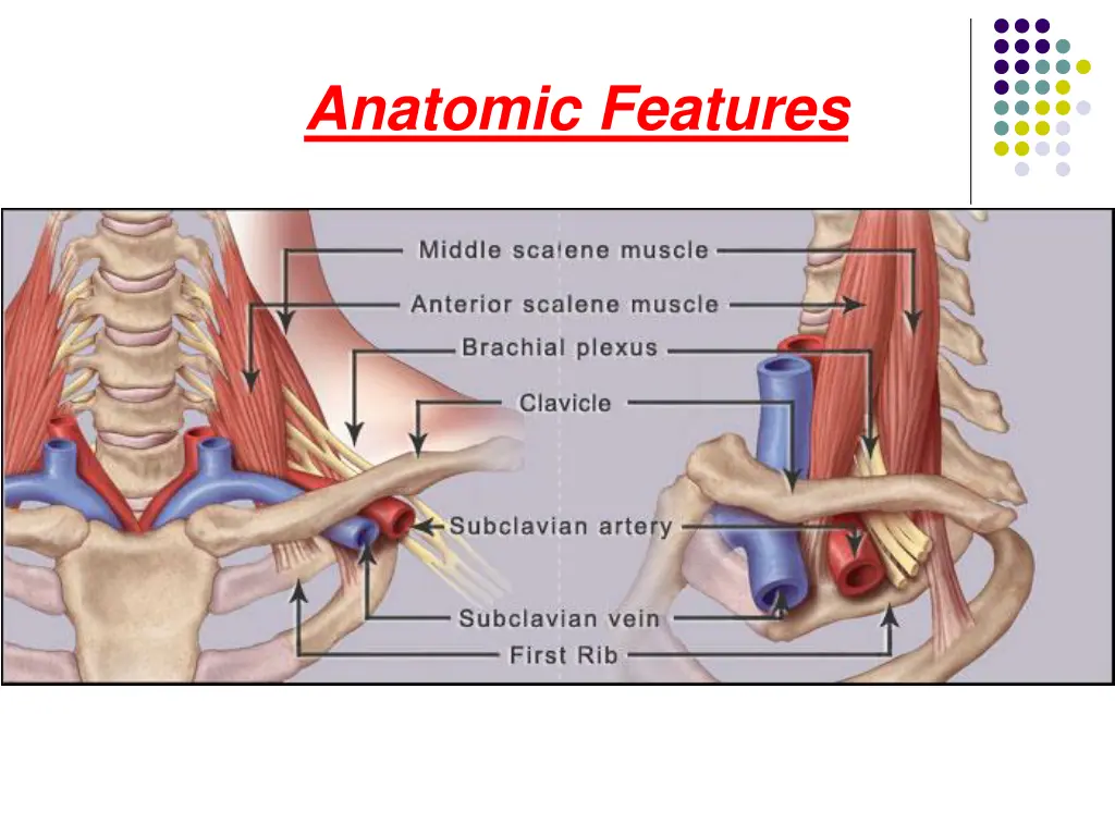 anatomic features 2