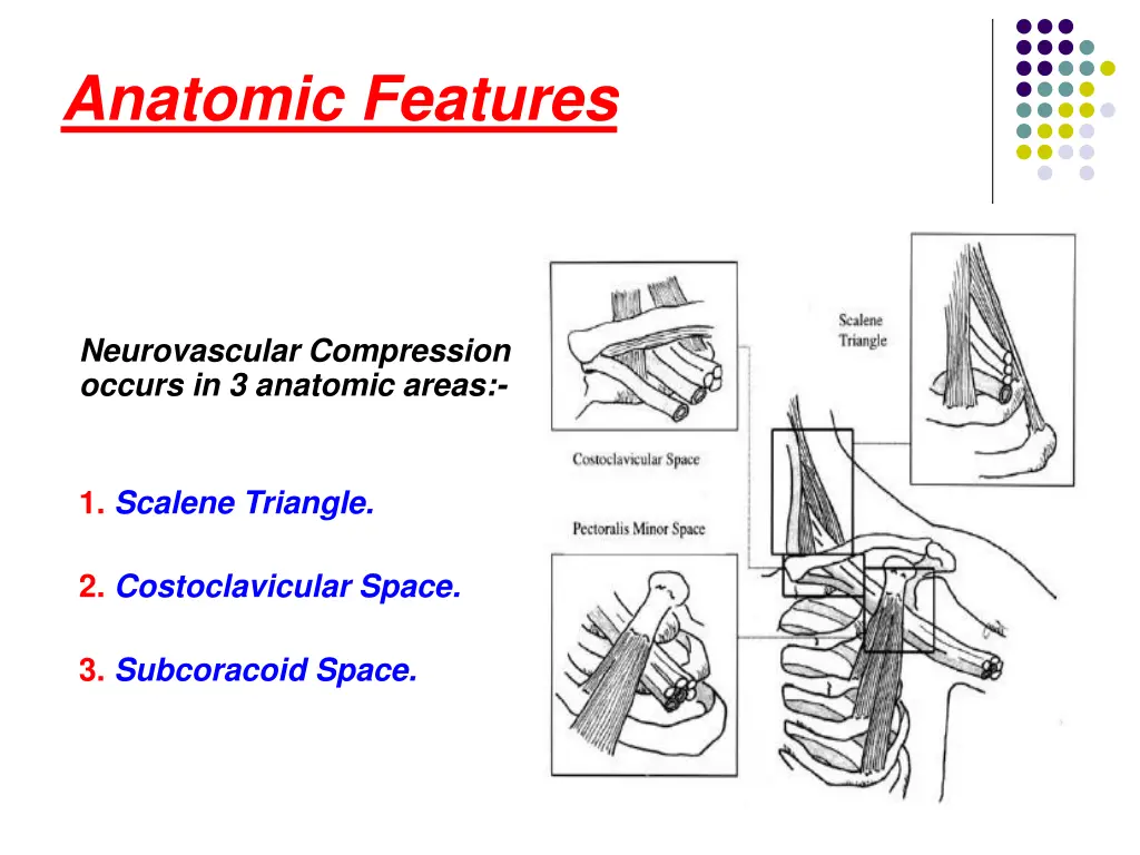 anatomic features 3