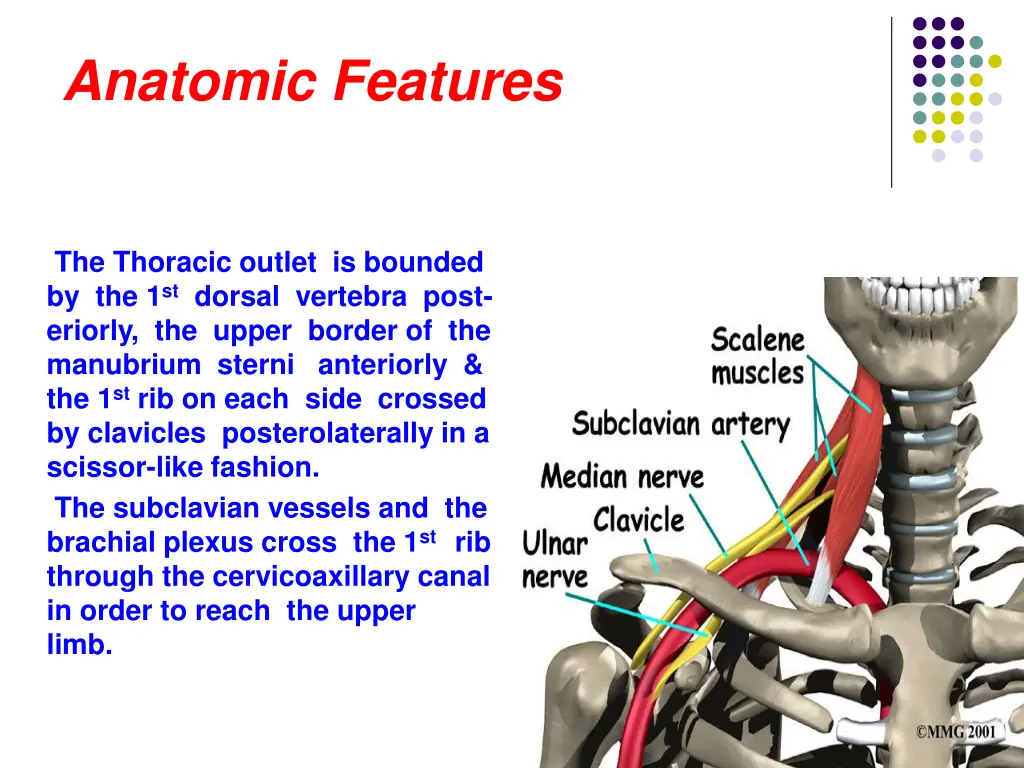 anatomic features