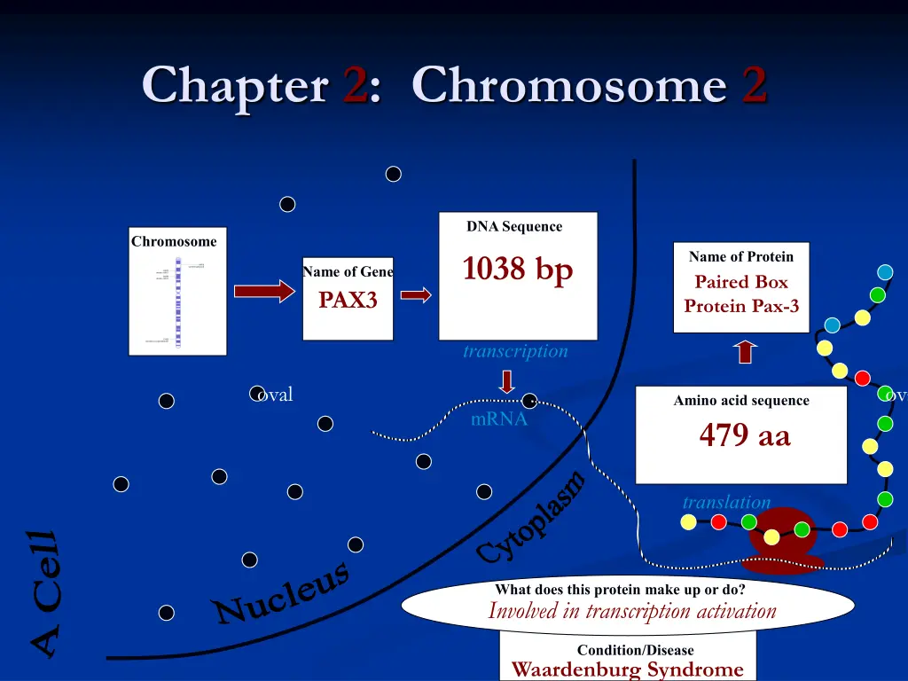 chapter 2 chromosome 2