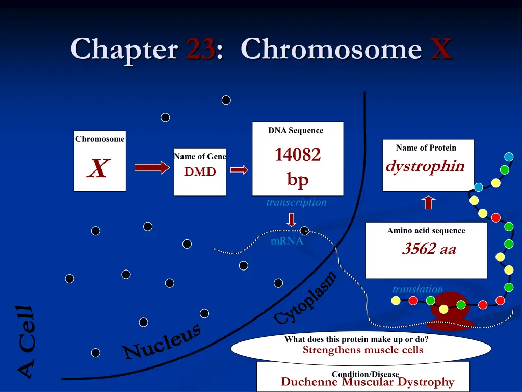 chapter 23 chromosome x