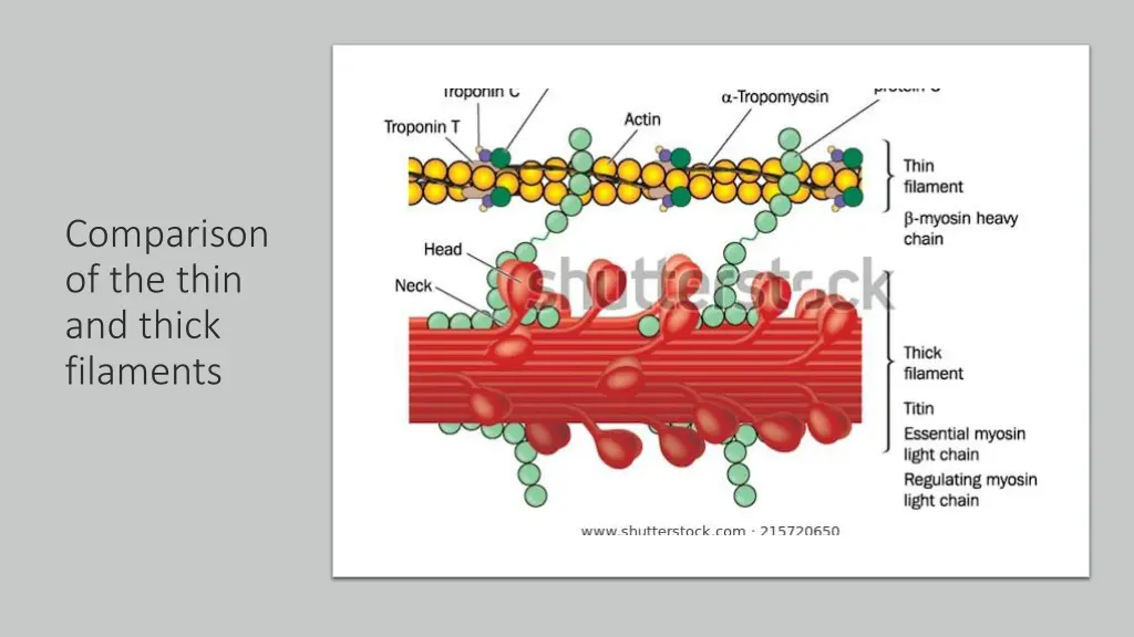 comparison of the thin and thick filaments