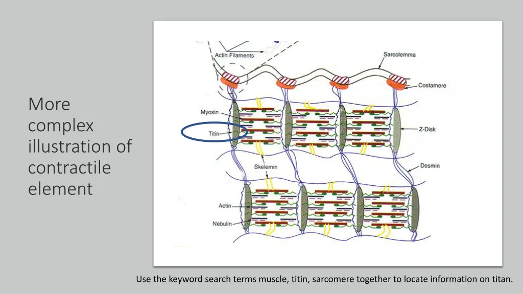 more complex illustration of contractile element