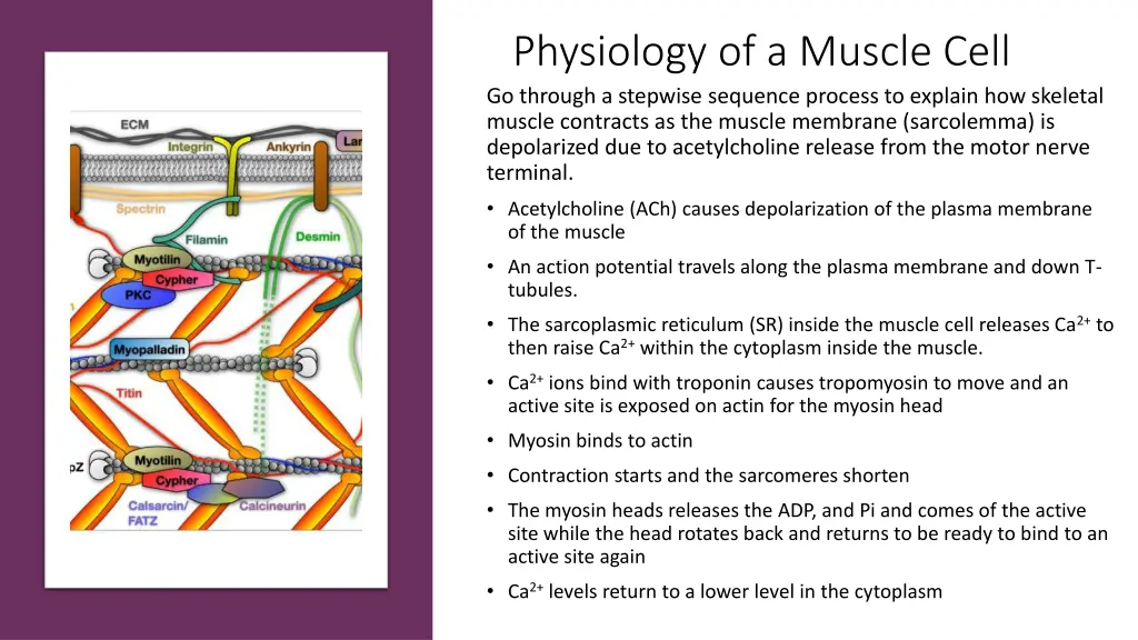 physiology of a muscle cell go through a stepwise