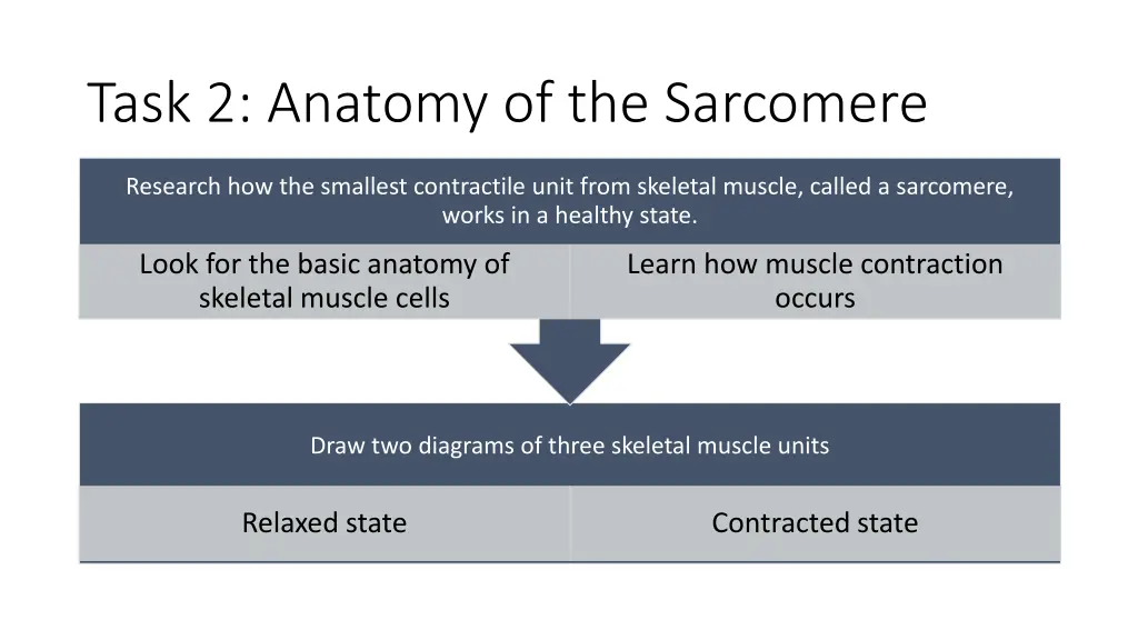 task 2 anatomy of the sarcomere