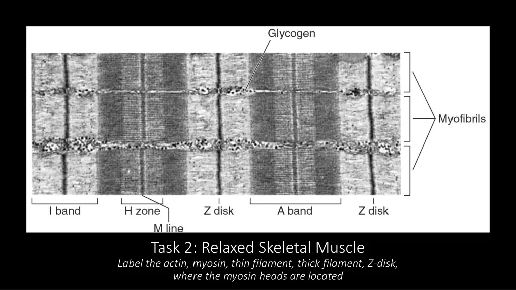 task 2 relaxed skeletal muscle label the actin