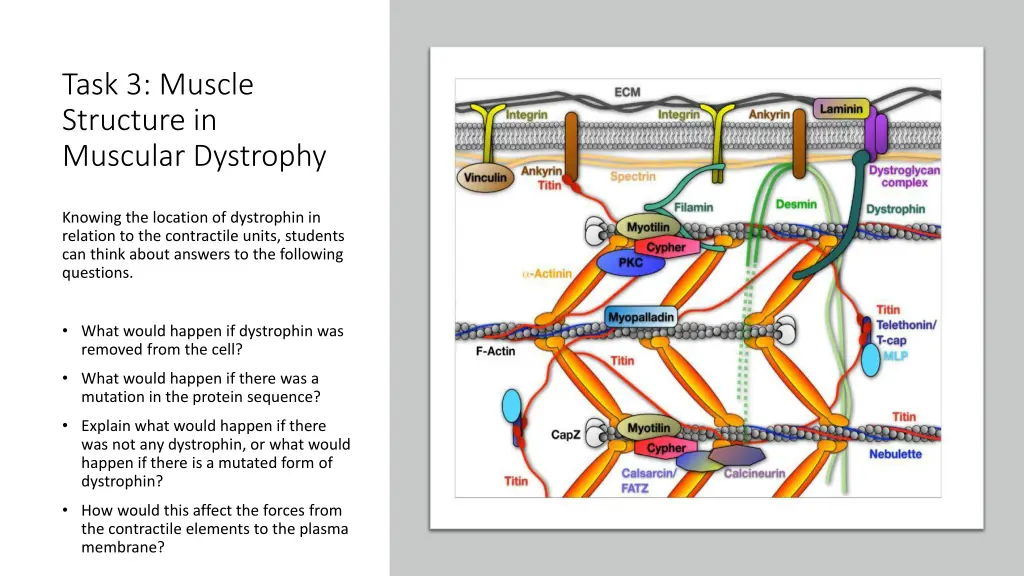 task 3 muscle structure in muscular dystrophy