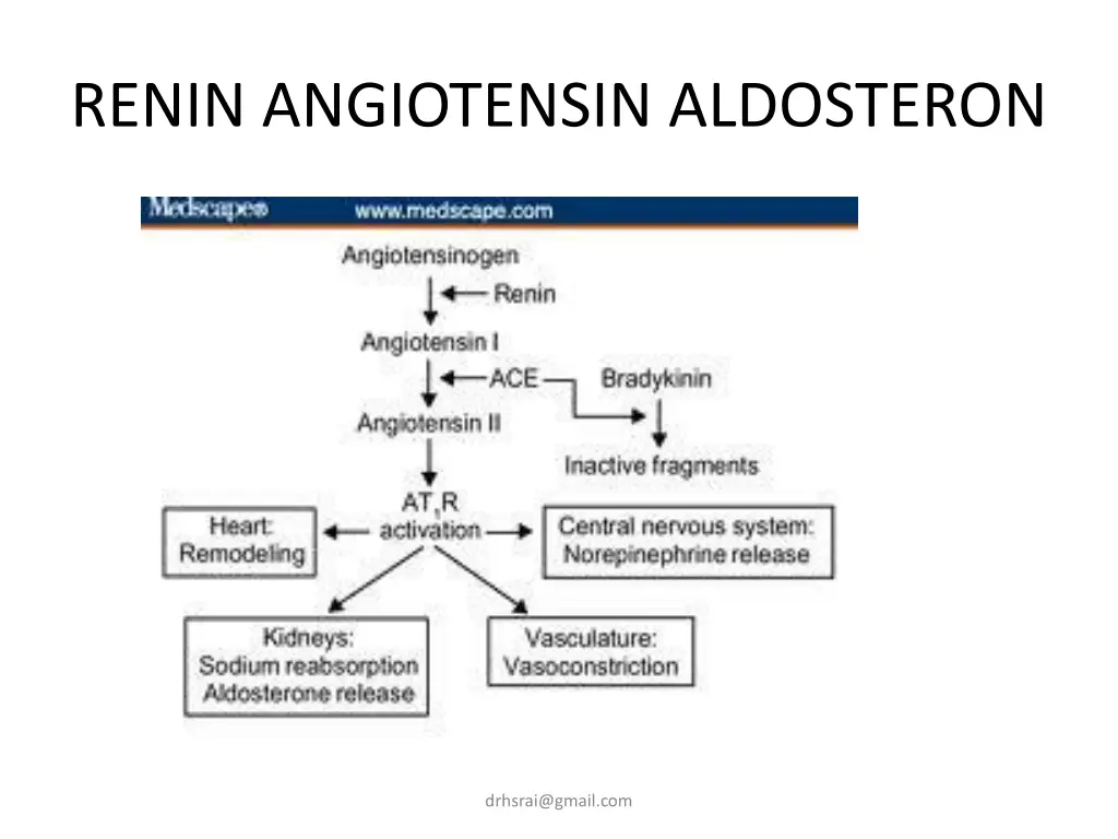 renin angiotensin aldosteron