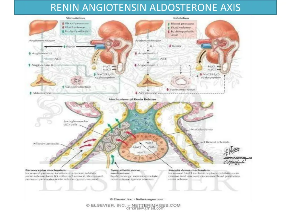 renin angiotensin aldosterone axis
