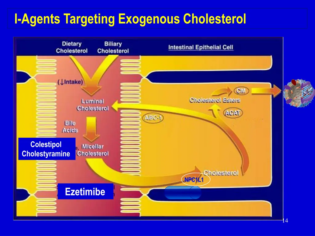 i agents targeting exogenous cholesterol 1