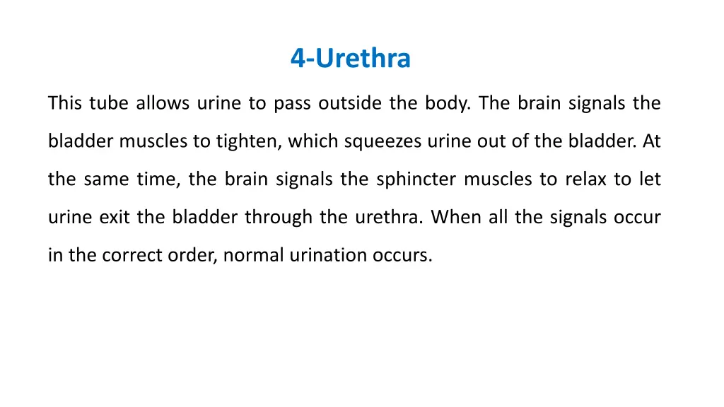 4 urethra