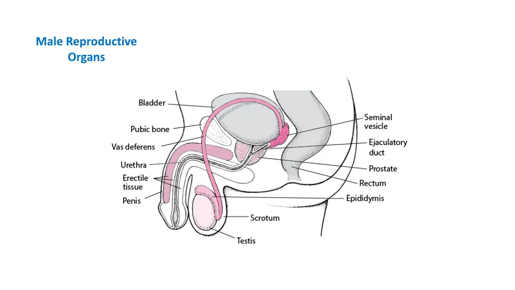 male reproductive organs