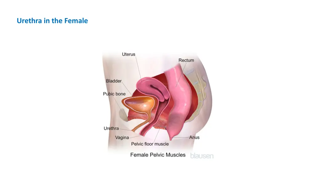 urethra in the female