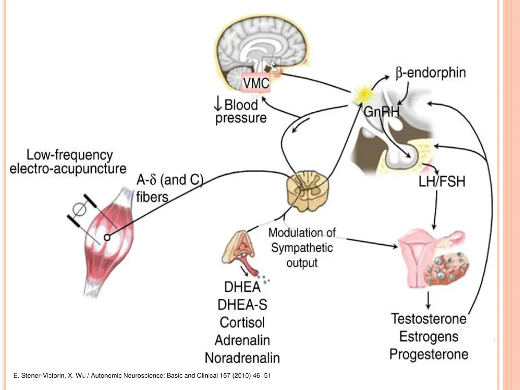 e stener victorin x wu autonomic neuroscience