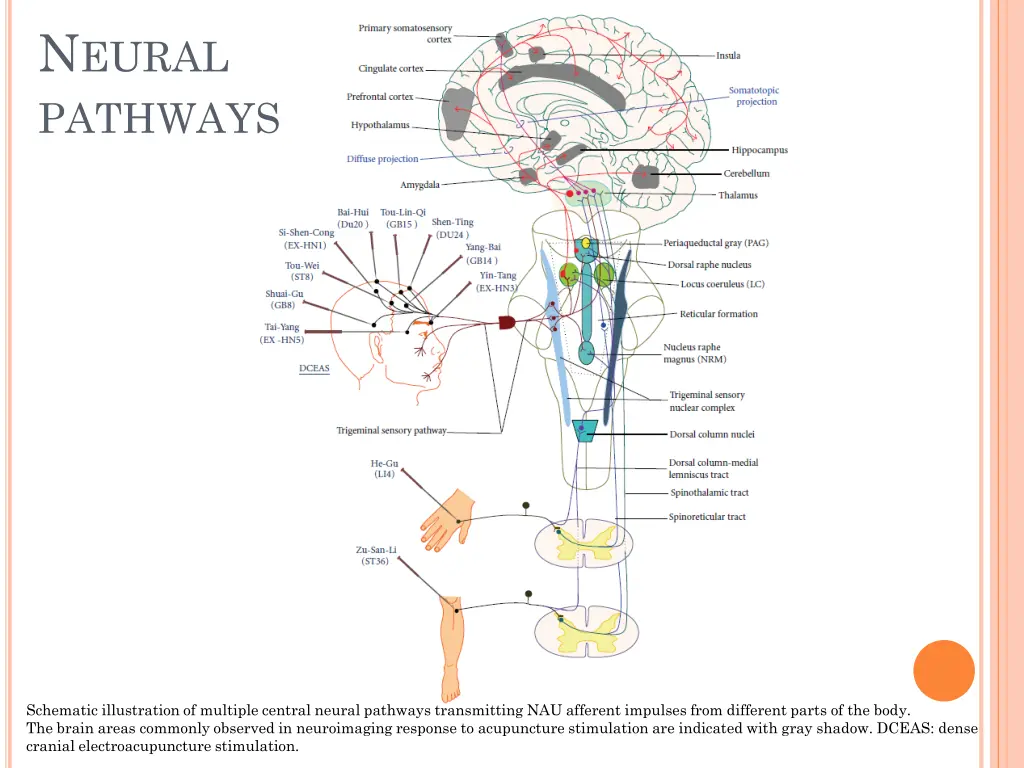 n eural pathways