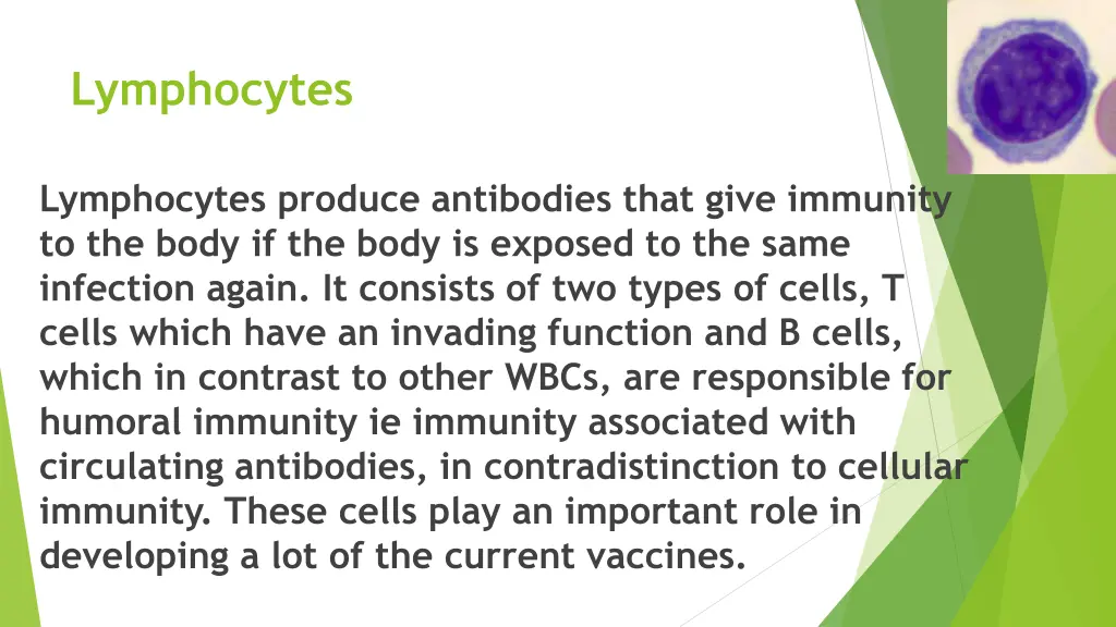 lymphocytes