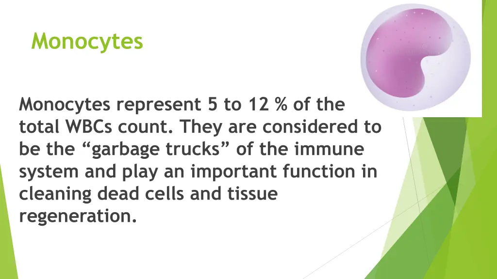 monocytes