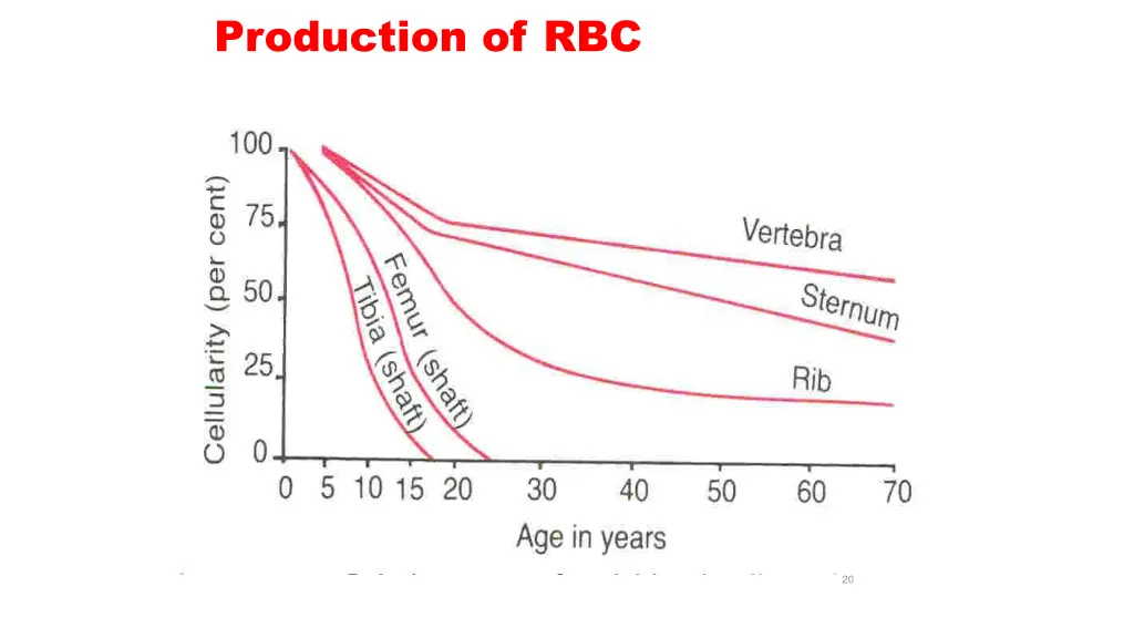 production of rbc 1