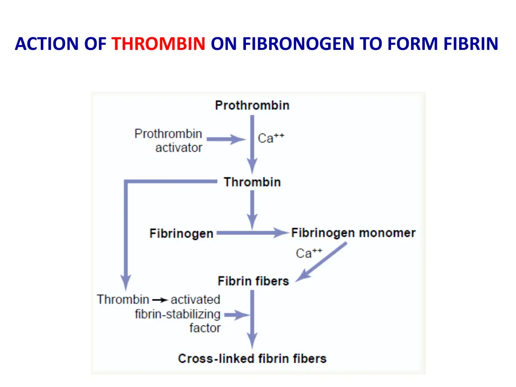action of thrombin on fibronogen to form fibrin