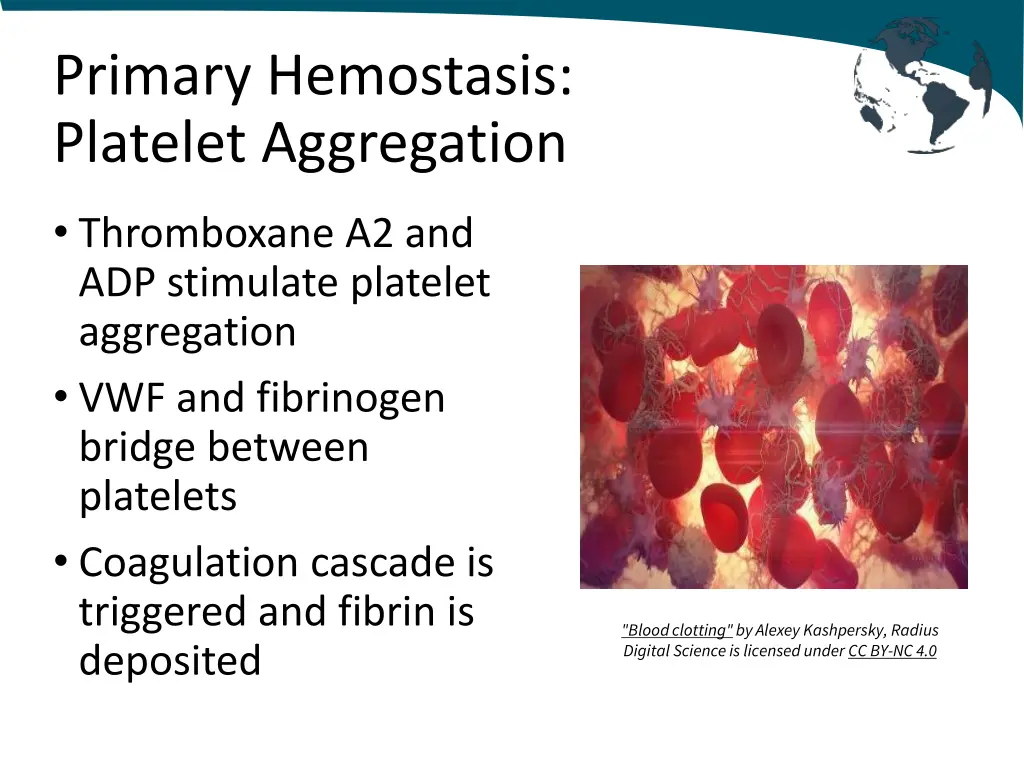 primary hemostasis platelet aggregation