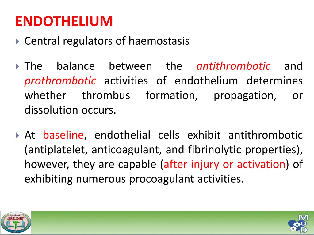 endothelium