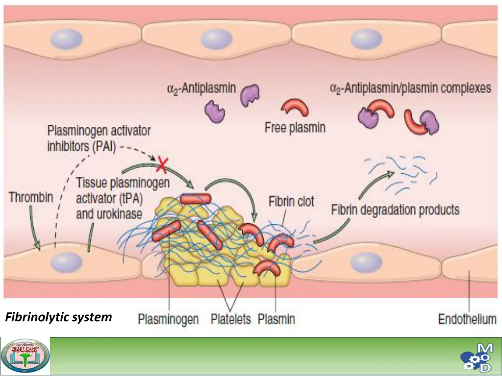 fibrinolytic system 1