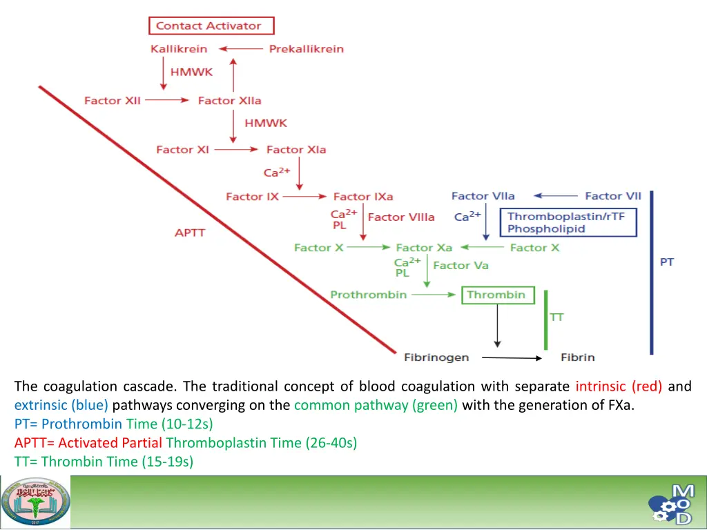 the coagulation cascade the traditional concept