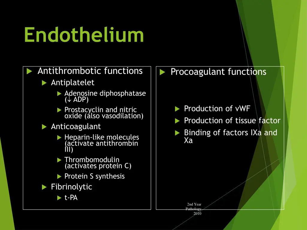 endothelium