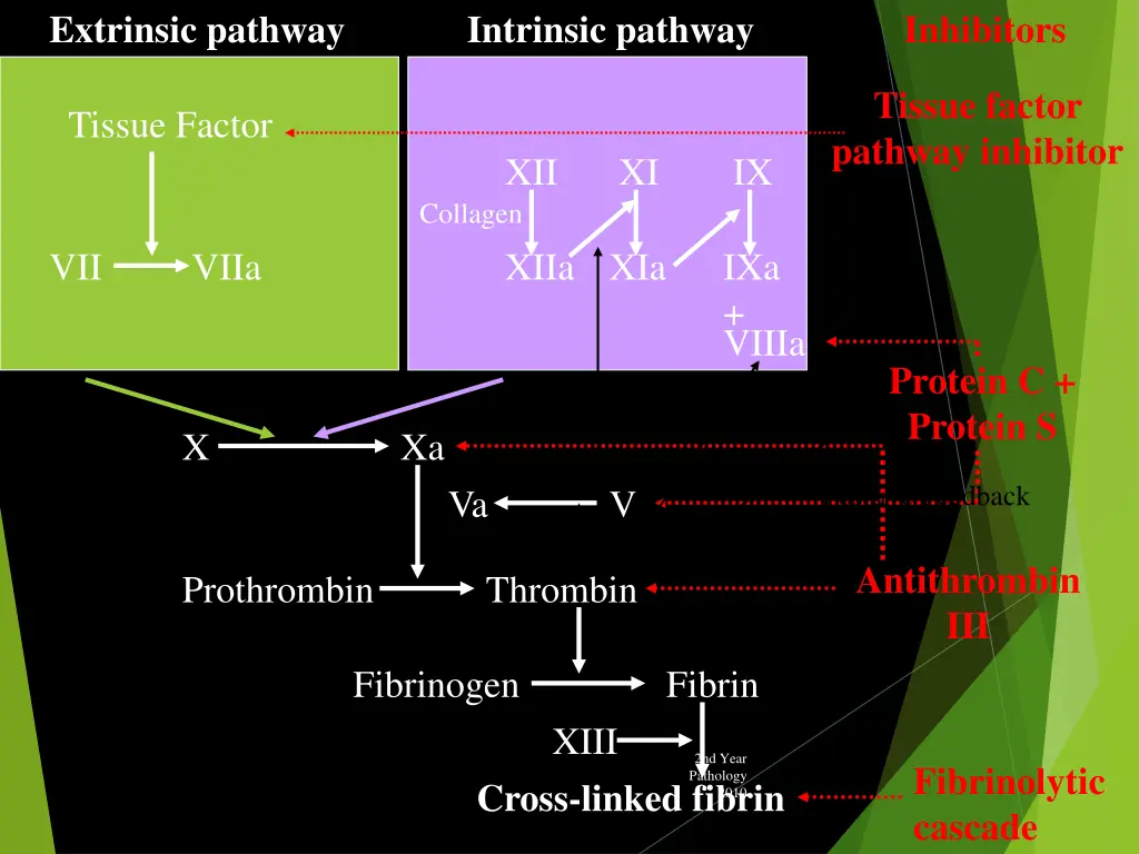 extrinsic pathway