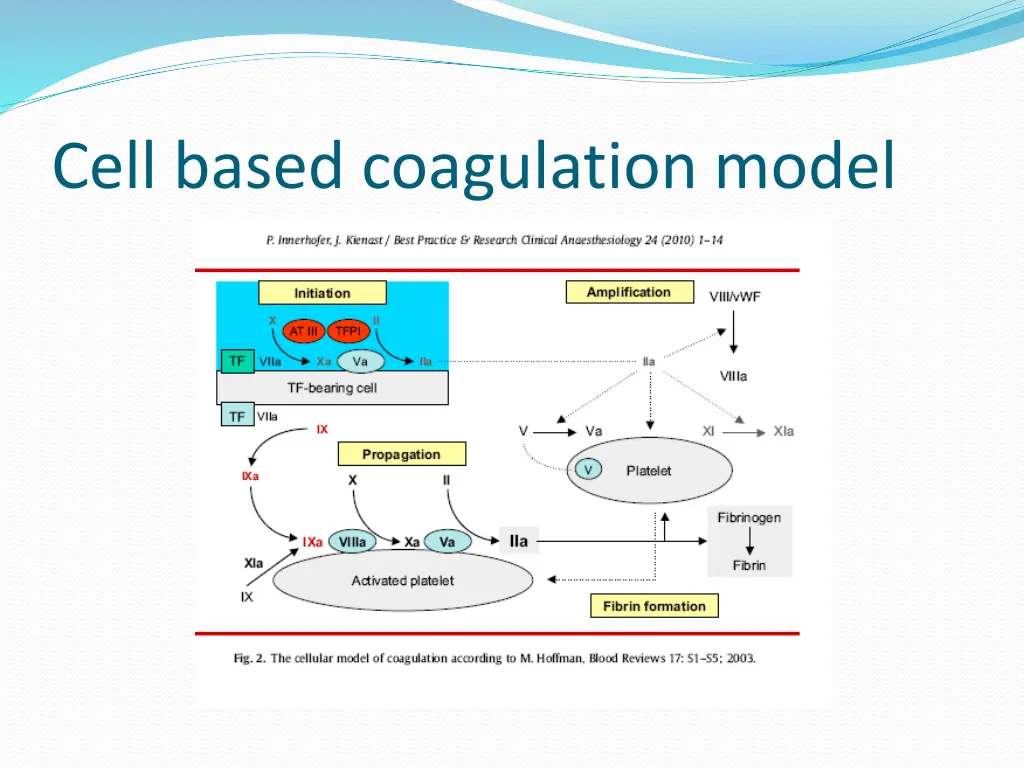 cell based coagulation model