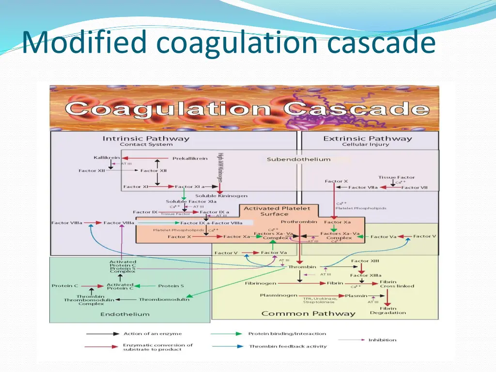 modified coagulation cascade