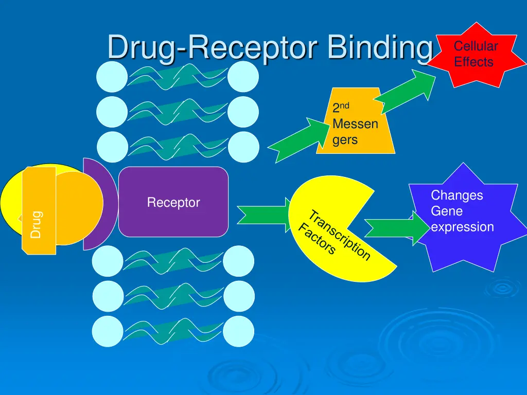 drug receptor binding