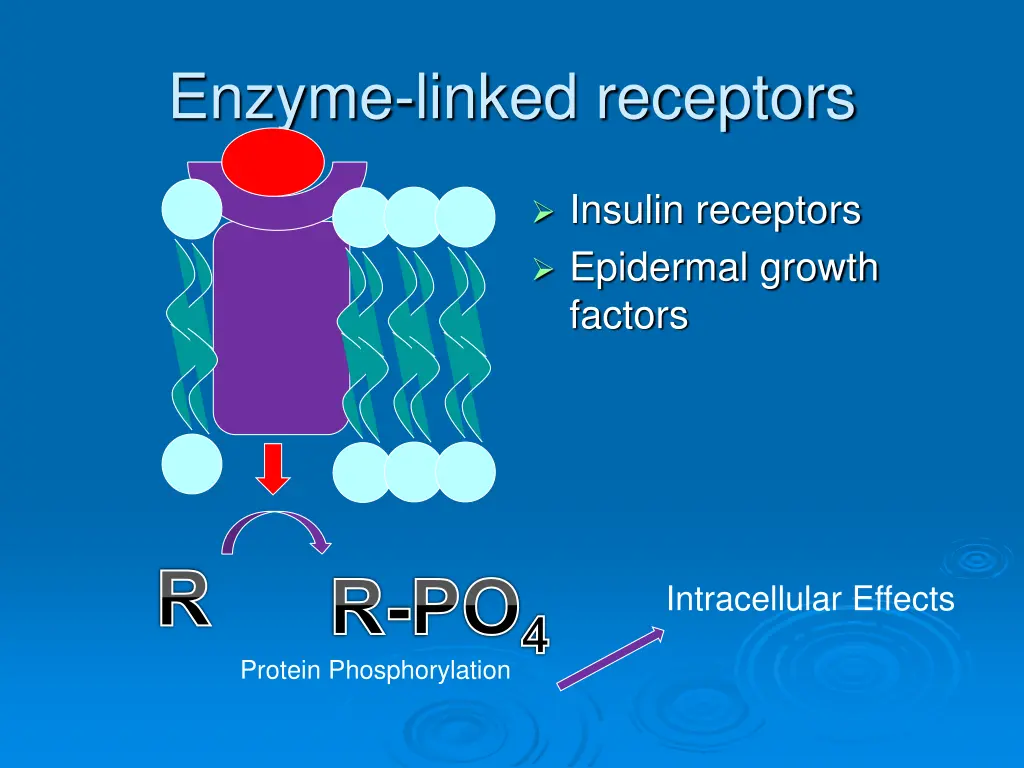 enzyme linked receptors