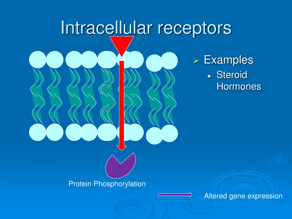intracellular receptors