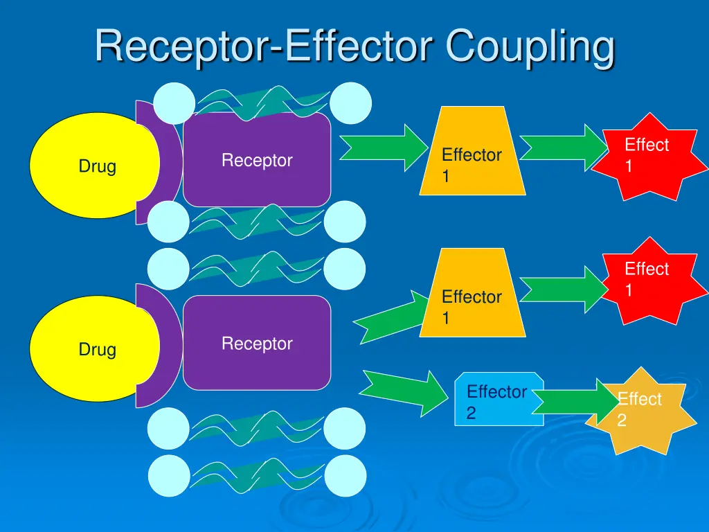 receptor effector coupling