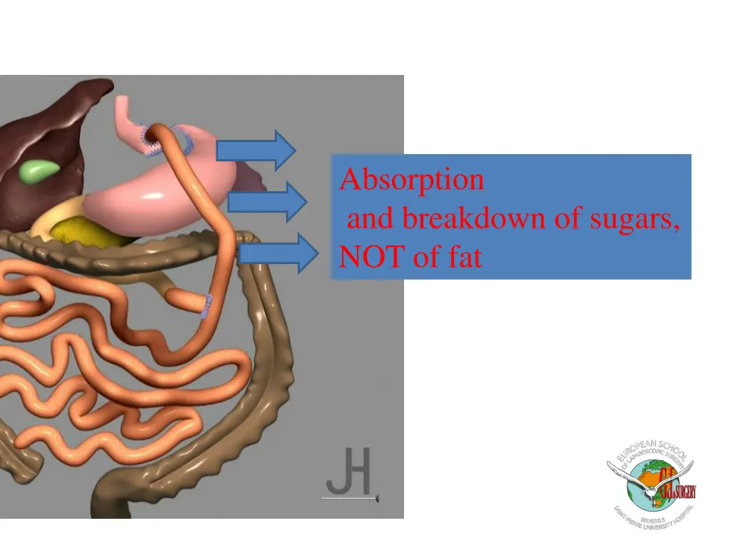 absorption and breakdown of sugars not of fat