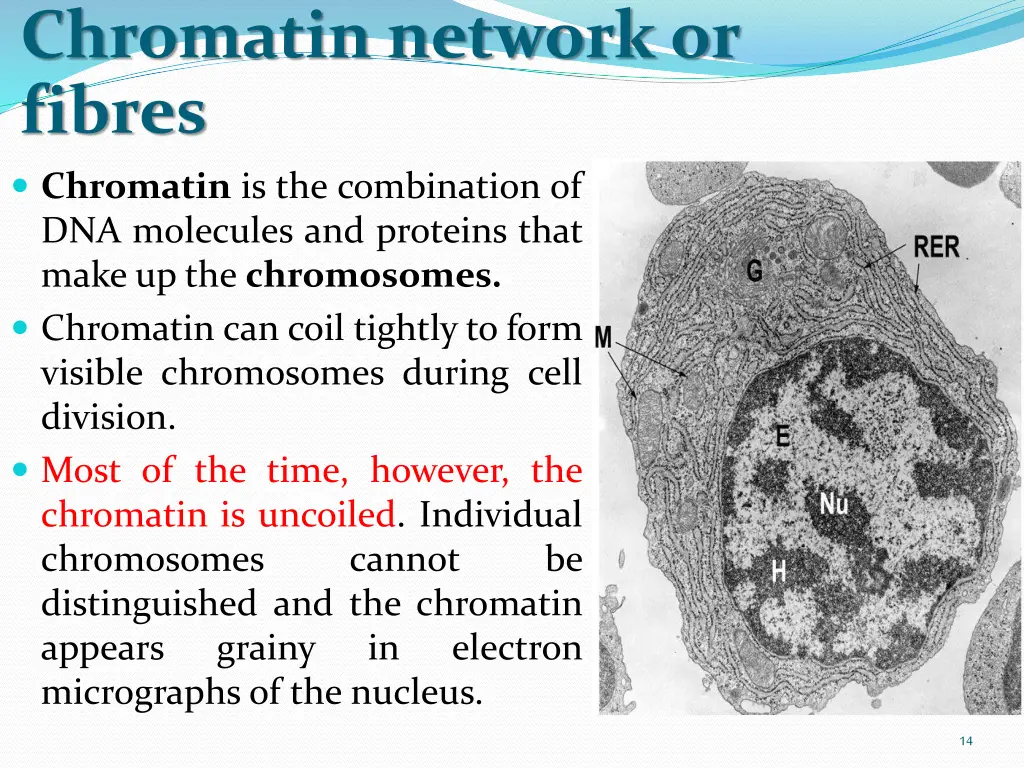 chromatin network or fibres