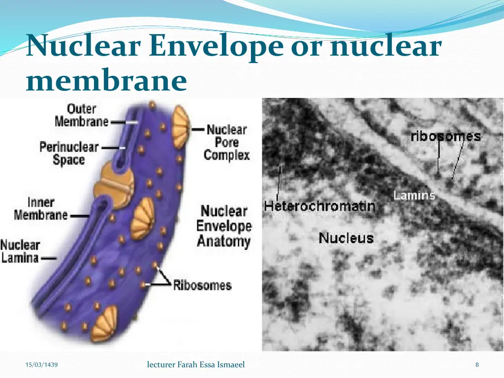 nuclear envelope or nuclear membrane
