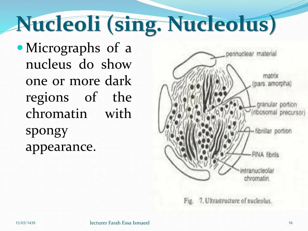 nucleoli sing nucleolus micrographs of a nucleus