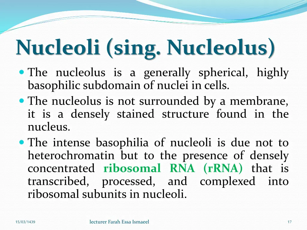nucleoli sing nucleolus