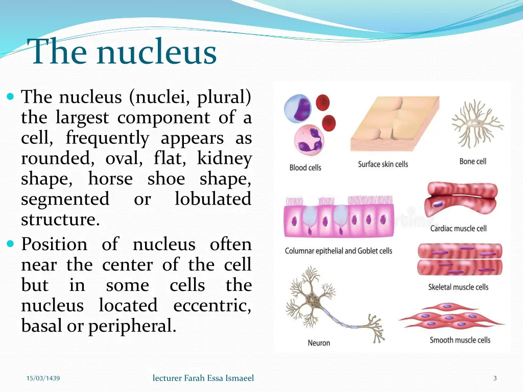 the nucleus